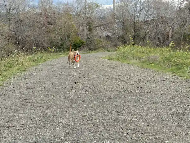 A tan and white dog runs toward the camera down a gravel path, carrying an orange ring toy in its mouth. The background…