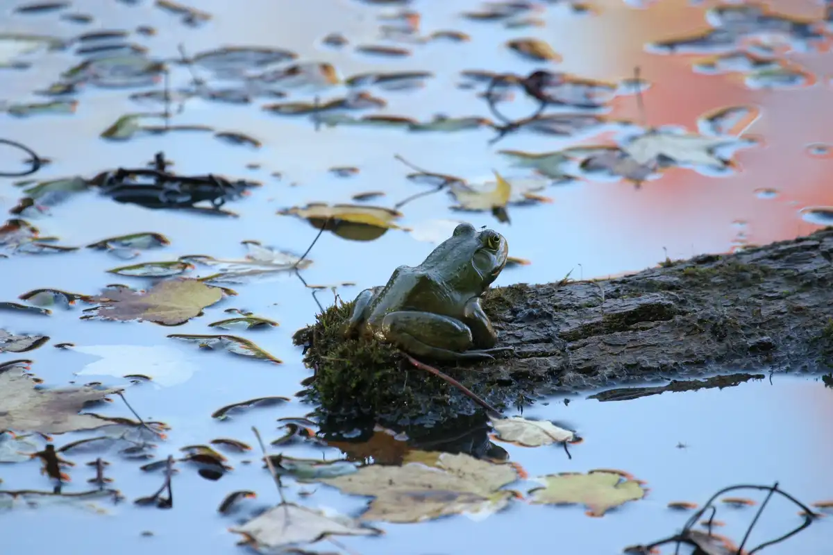 A green frog sits calmly on a mossy log partially submerged in a pond filled with floating autumn leaves and reflecting sky…