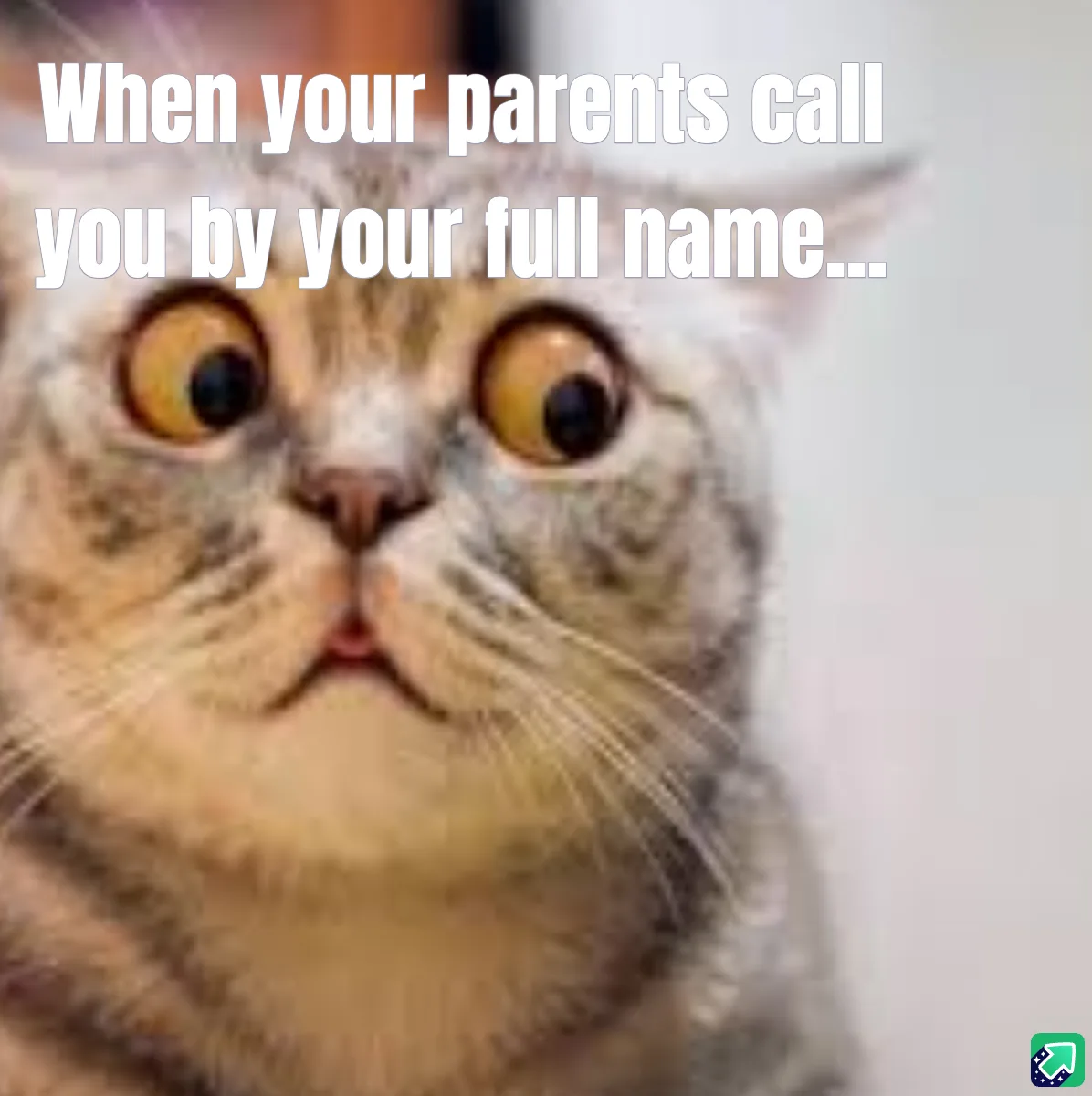 A close-up photo of a tabby cat with wide, startled eyes and a slightly open mouth, conveying shock or alarm. White bold…