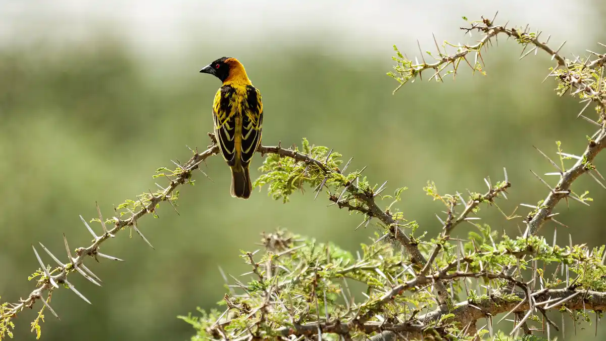 A village weaver, native to sub-Saharan Africa, has been introduced to places worldwide. This male specimen stands out with…