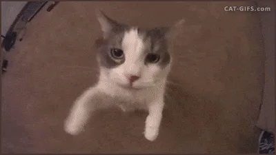 A sequence of six panels shows a white and gray cat viewed from a low angle, likely a camera on the floor. In the first…