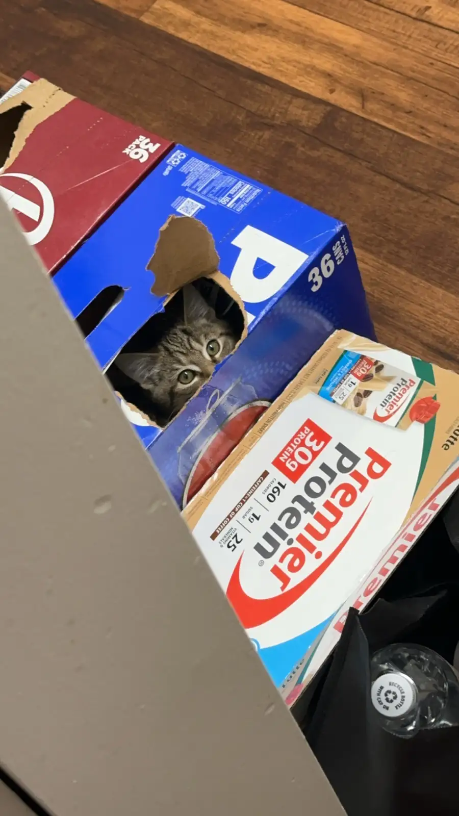 A small tabby kitten peeks out from a torn hole in a blue Premier Protein coffee can box, surrounded by other cardboard…