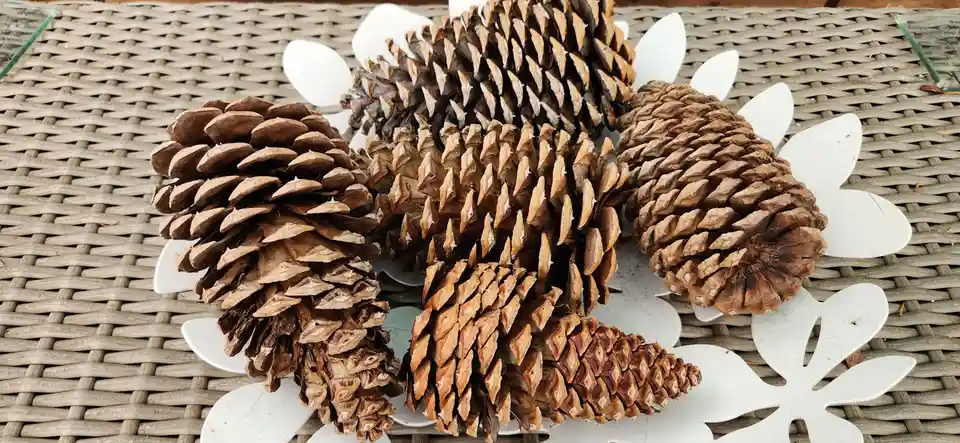 Showcasing My Giant Pinecones: A Rare Opportunity!