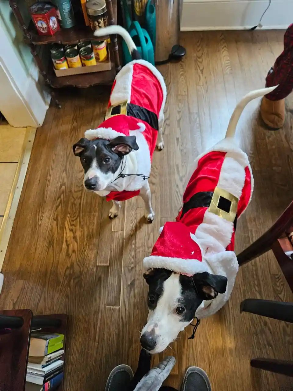 Two black-and-white dogs wearing full red-and-white Santa Claus costumes with hats and belts stand on a wooden floor…