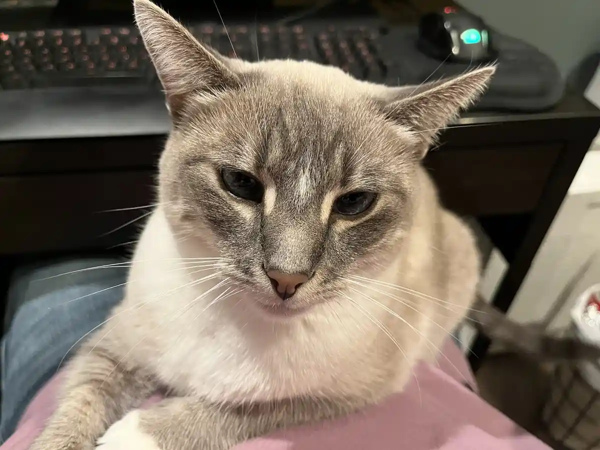 A close-up photo shows a gray and white cat with a stern, unimpressed expression, looking directly at the camera. The cat is…