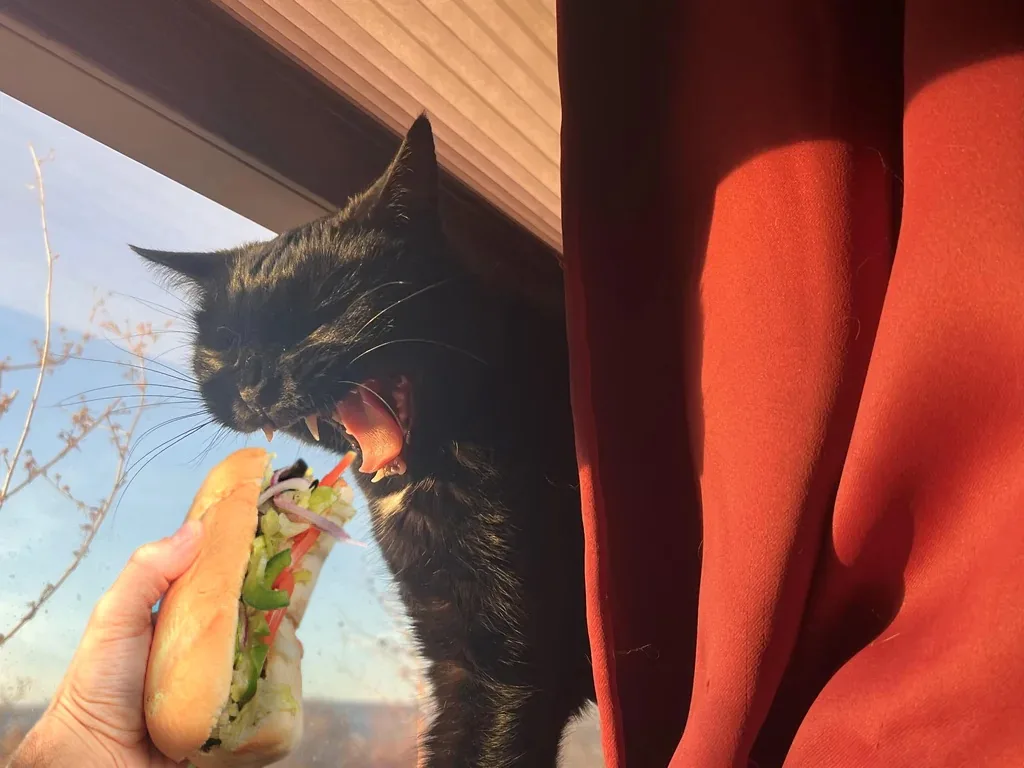 A black cat with its mouth wide open, showing teeth and tongue, is reaching for a sandwich held by a human hand through a…