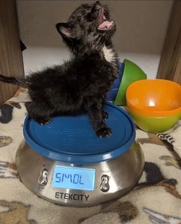 A small black kitten with a white chest is standing on a digital kitchen scale, yawning widely with its mouth open. The…