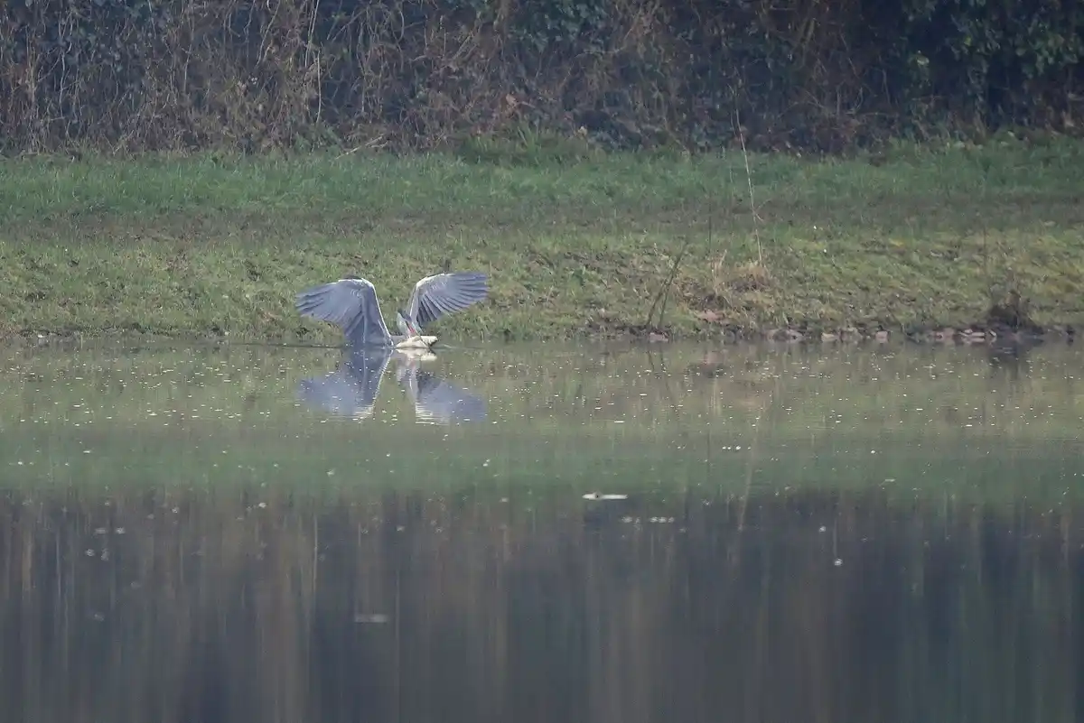 A grey heron stands at the water's edge with wings spread, holding a fish in its beak, its reflection visible in the calm…