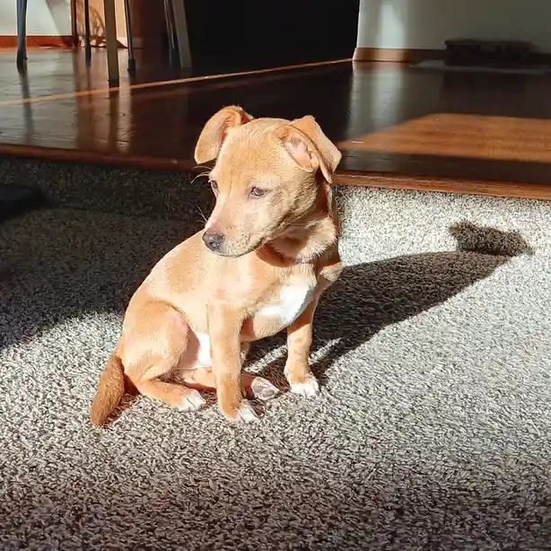 Meet Rosey: The Adorable Star of the Show