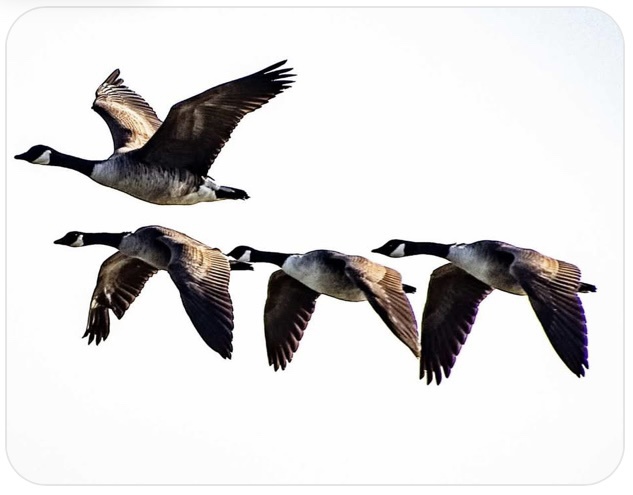 Four geese fly in a V-formation against a plain white background. Overlaid text reads: 'when you're the only one who…