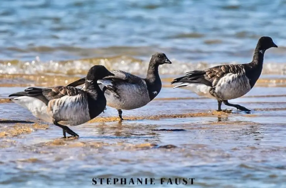 Three geese stand in shallow water at a shoreline, with waves gently lapping behind them. The birds have black heads and…
