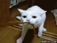 A white cat is shown in three frames, slowly walking forward while holding a straw in its mouth. The bottom three frames…