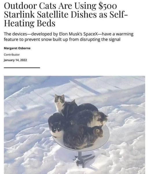A newspaper article headline reads 'Outdoor Cats Are Using $500 Starlink Satellite Dishes as Self-Heating Beds,' with a…
