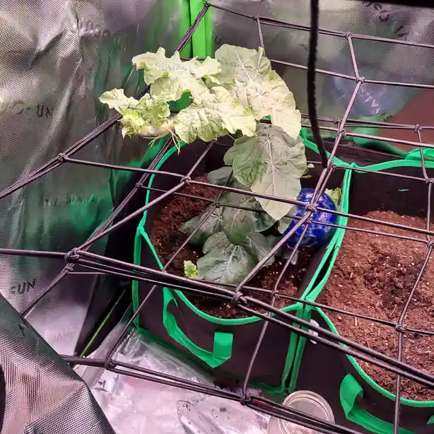 A young green plant with large leaves grows in a black and green fabric pot inside a black mesh cage, surrounded by soil and…