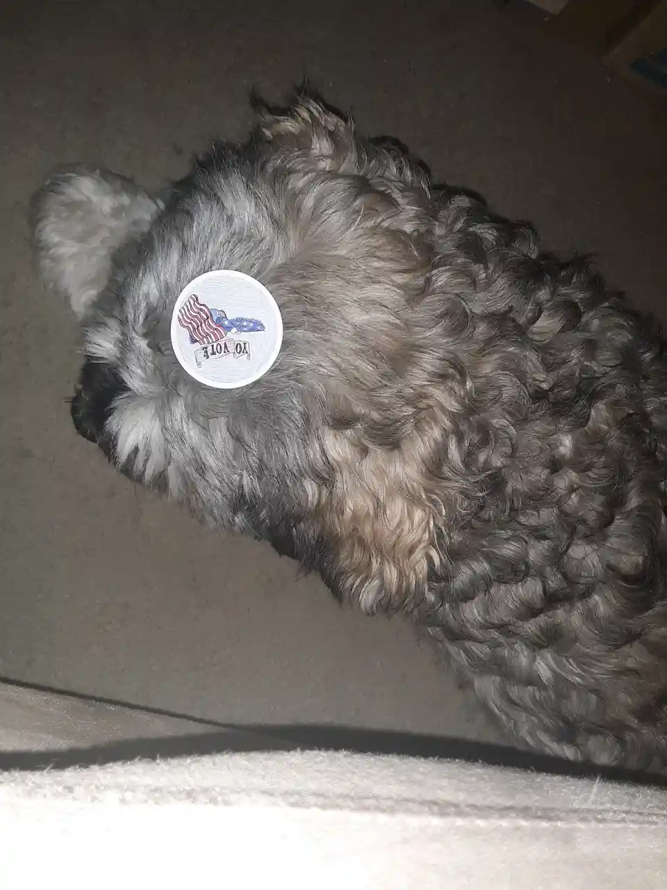 A small, fluffy gray and white dog is lying on its side on a carpeted floor, with a circular sticker on its back that…