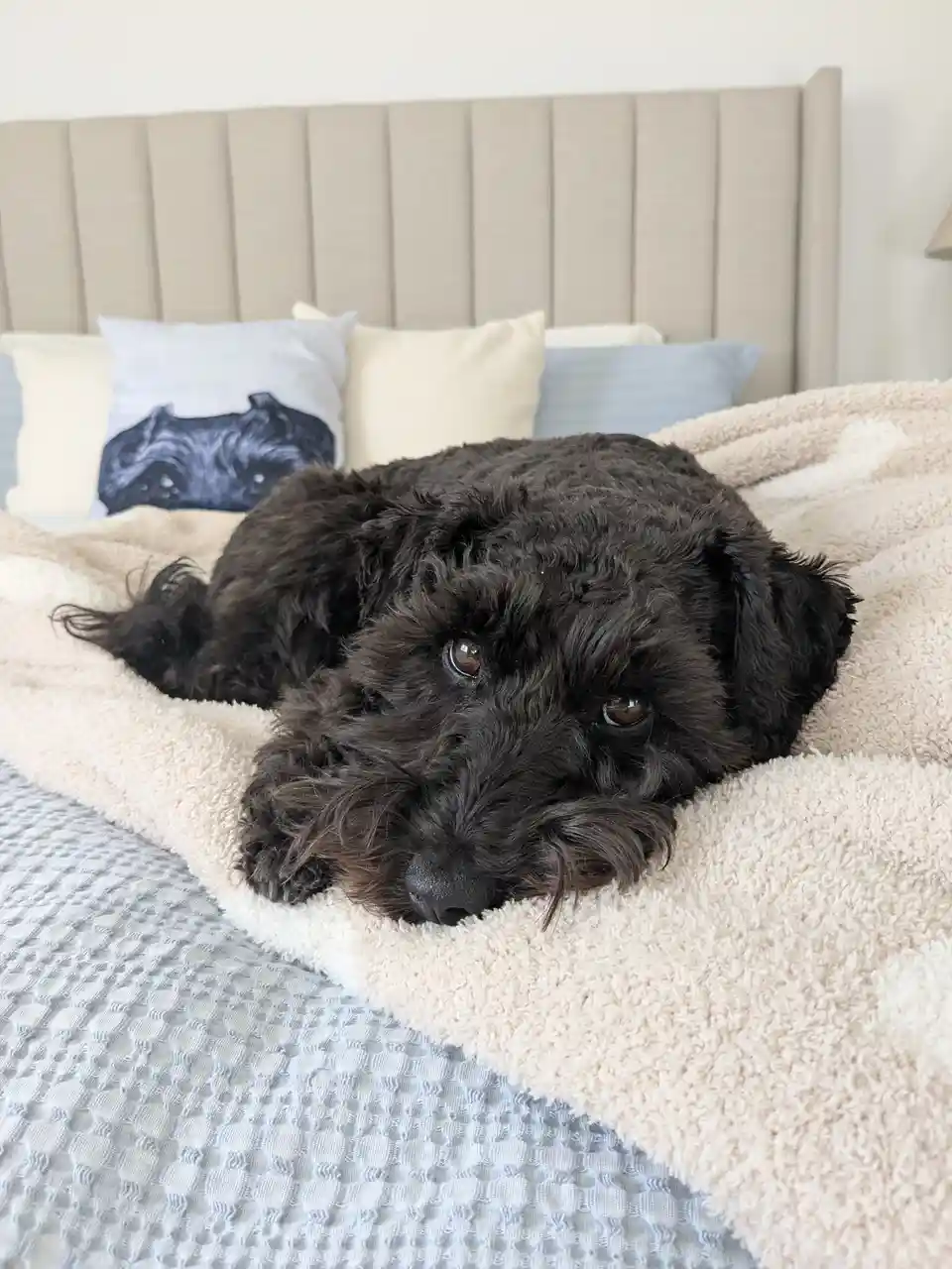 A black, curly-haired dog with a sad, soulful expression lies on a bed covered with a beige blanket and a textured blue-gray…