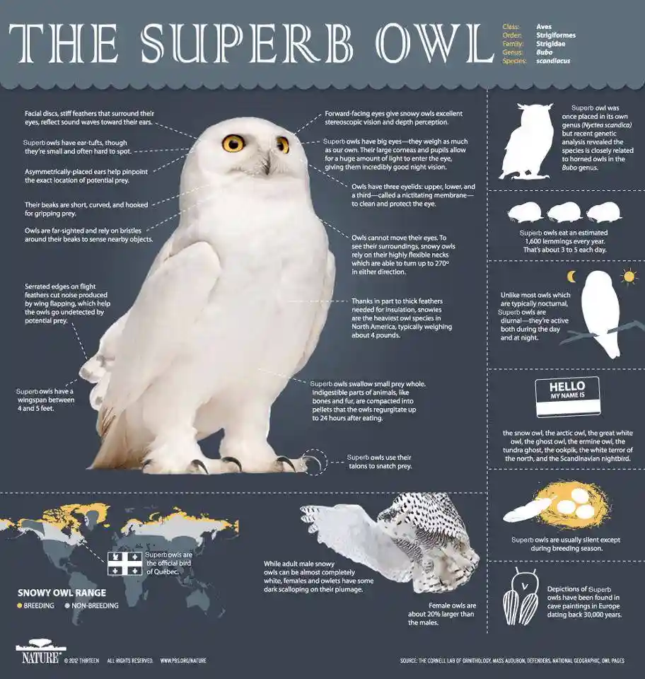 An infographic titled 'THE SUPERB OWL' features a large, white snowy owl as the central image, surrounded by text boxes…