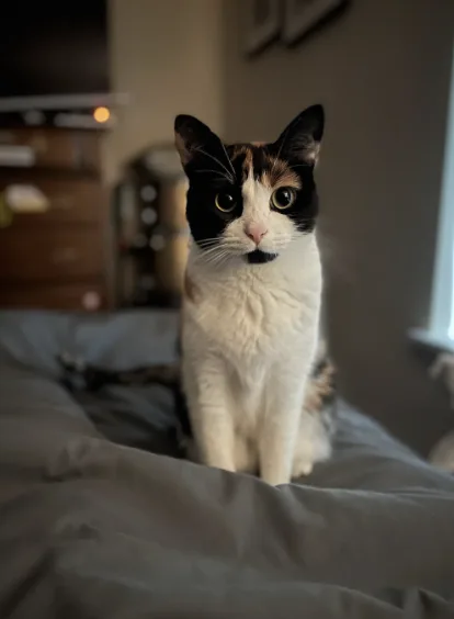 A calico cat with black, white, and orange patches sits upright on a gray bedspread, staring intently at the camera with…