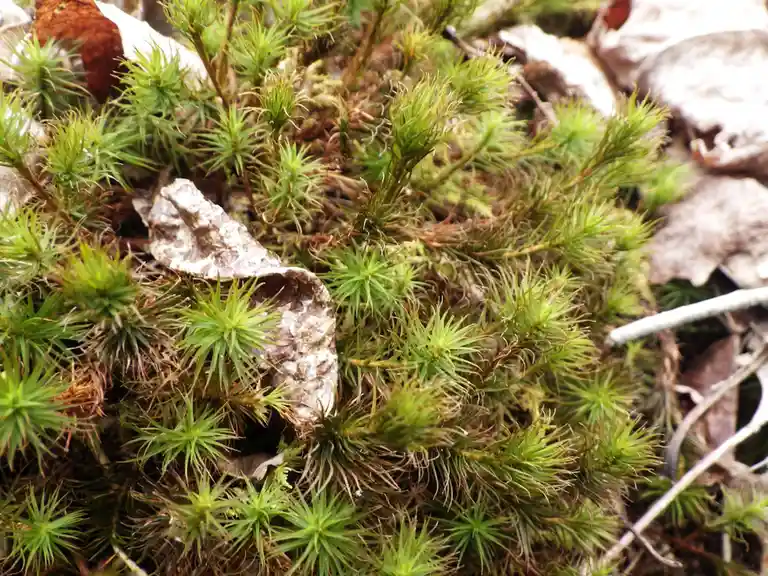 A close-up photo shows a patch of green, spiky moss with a broken, patterned shell nestled among it. The overlaid text reads…