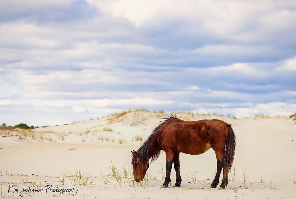 A brown horse with a dark mane and tail is grazing on sparse grass in a sandy dune landscape under a cloudy sky. The image…