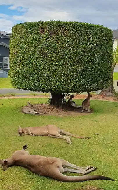 Several kangaroos are lounging on a green lawn under a large, perfectly cube-shaped hedge, with some lying down and others…
