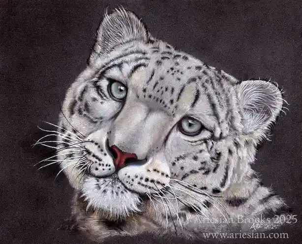 A highly detailed, realistic drawing of a snow leopard's face against a dark background, featuring its piercing blue eyes…