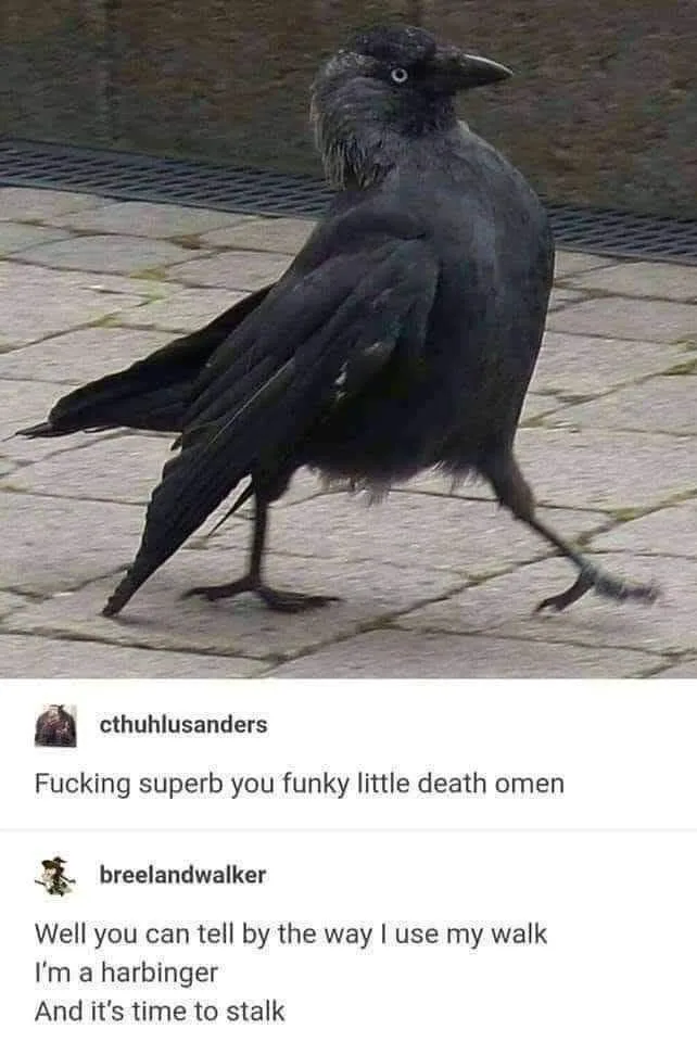 Corvid Style: The Unique Charm of Crows