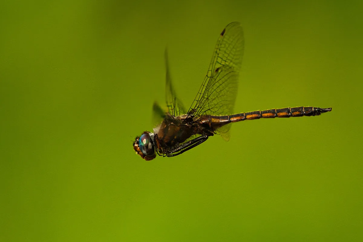 A dragonfly is captured mid-flight against a solid green background, its wings blurred from motion. The image has text…