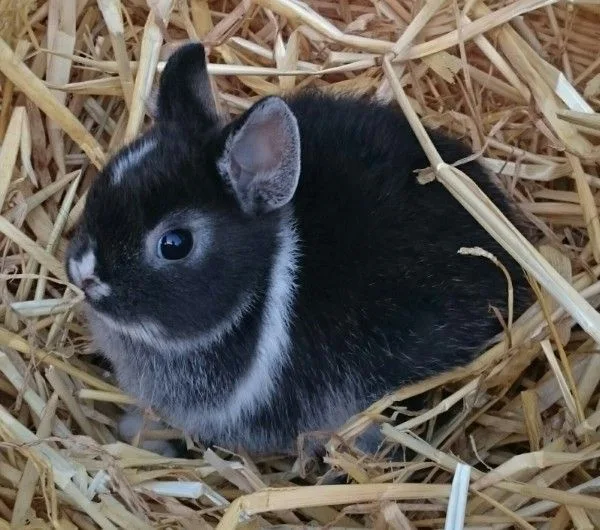 a small black rabbit with white markings on its face and chest sits nestled in a bed of straw. The rabbit has large, dark…