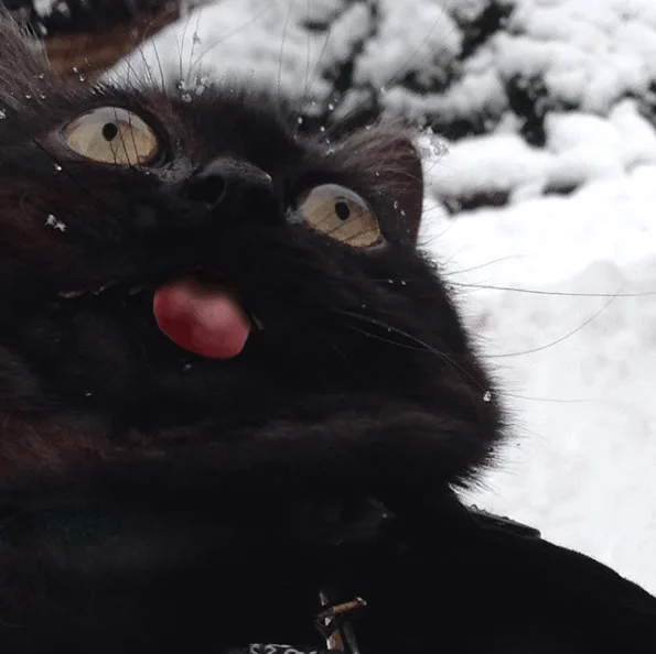 A six-panel grid shows a black cat with wide eyes and its tongue sticking out, set against a snowy background. A white…
