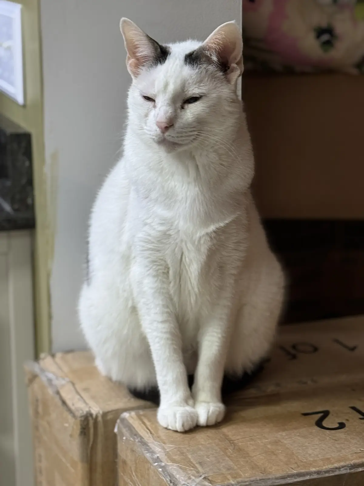 A white cat with black patches on its ears and tail sits upright on stacked cardboard boxes, looking down with half-closed…