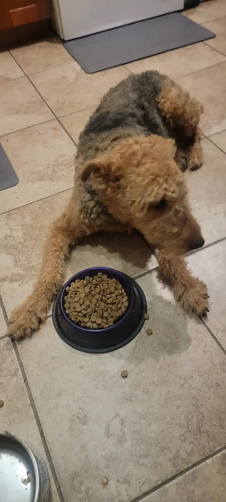 A scruffy, wire-haired dog with a brown and gray coat is lying on a tiled kitchen floor, its head lowered toward a purple…
