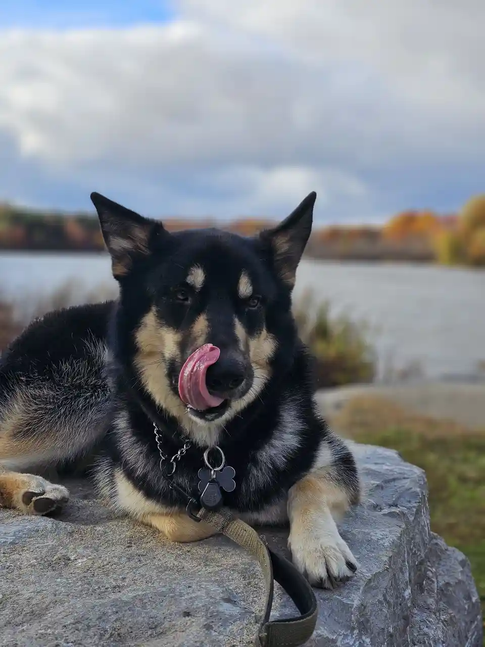A black and tan dog with pointed ears and a collar is lying on a large gray rock outdoors, licking its nose with its pink…