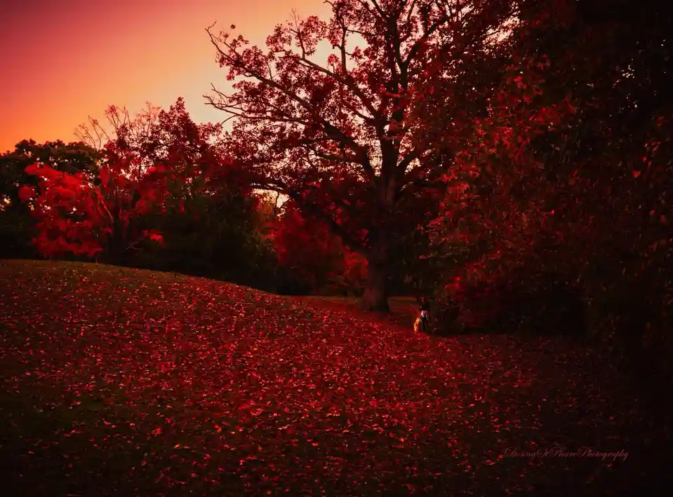 A person and a dog stand under a large tree in a park covered in red autumn leaves, with a red-orange sunset sky. The image…