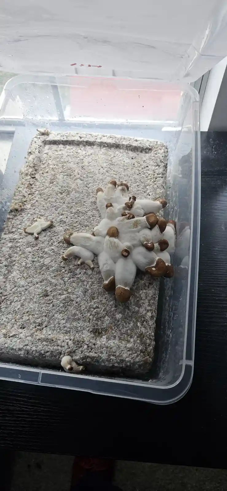 A clear plastic container holds a block of grain substrate with numerous white mushrooms growing from it, their caps…