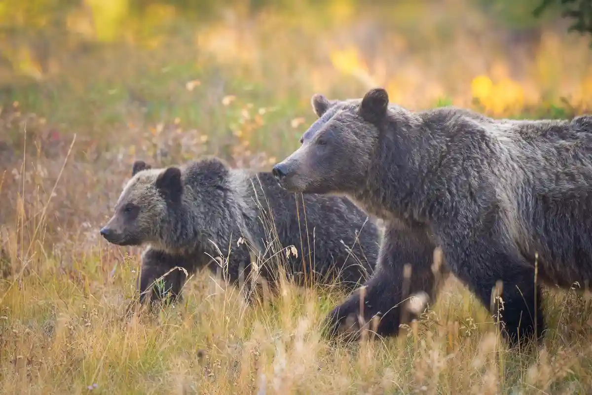 Two brown bears, an adult and a cub, walk side-by-side through tall golden grass in a sunlit field. The adult bear is larger…