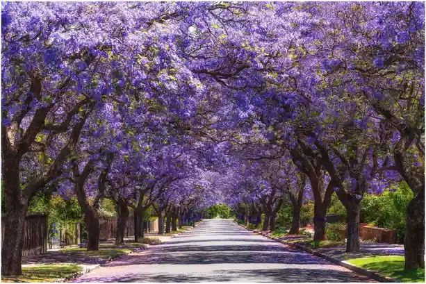 A picturesque street lined with jacaranda trees in full bloom, their purple flowers creating a canopy overhead and carpeting…