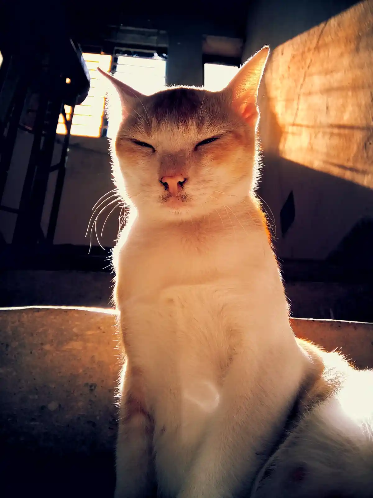 A Cozy Kitty Moment Captured by Oviul Maruf