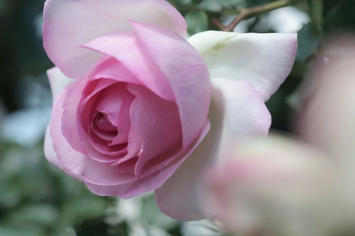 A close-up photograph of a pink and white rose in bloom, with soft-focus green foliage in the background. The image has…