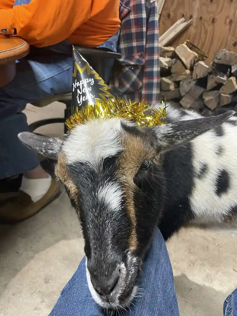 A close-up of a black-and-white goat with a tired or unimpressed expression, wearing a black and gold 'Happy New Year' party…