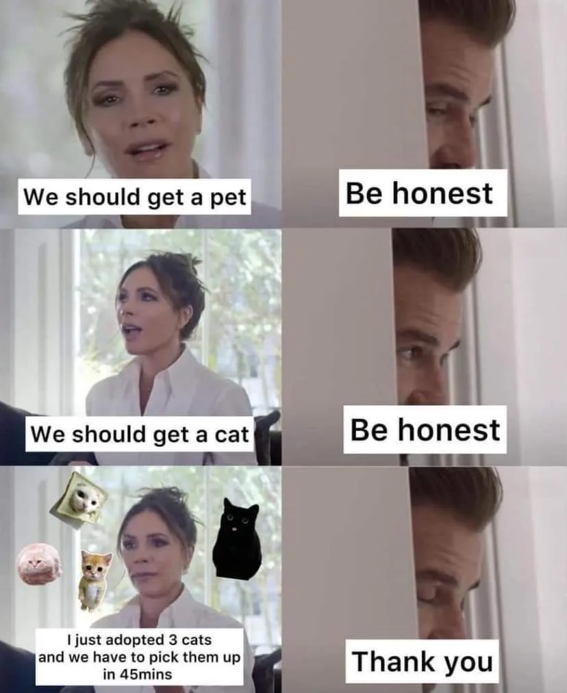 A six-panel meme featuring Victoria Beckham and David Beckham. Victoria suggests getting a pet, then a cat, and finally…