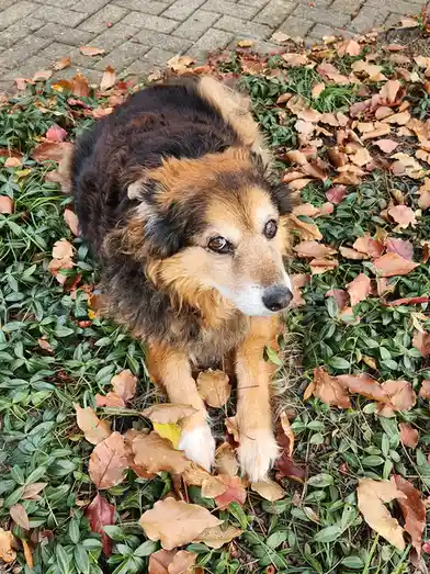 A fluffy brown and black dog with a sad, soulful expression lies in a patch of green ground cover scattered with fallen…