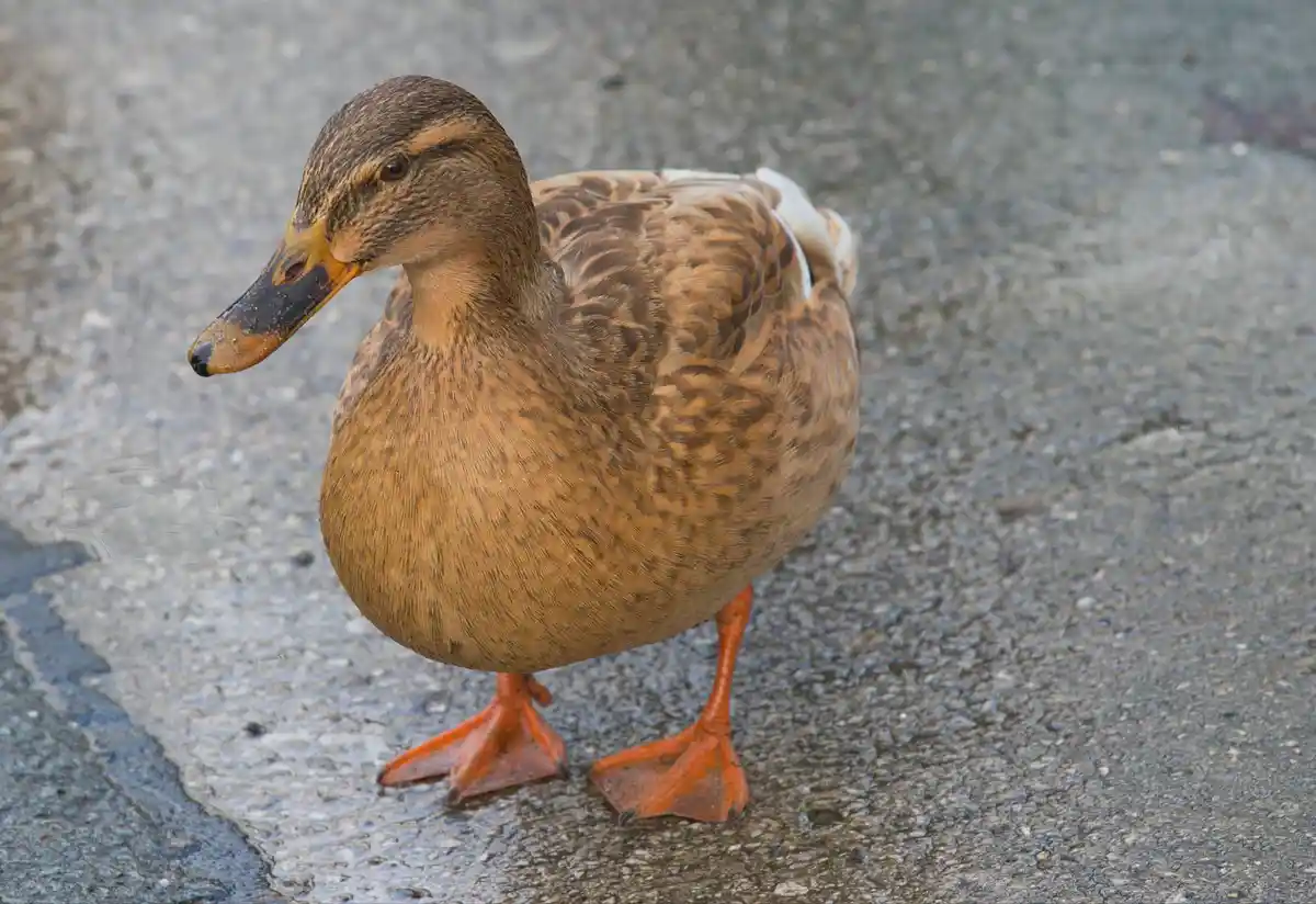 A Quirky Duck Enjoying Life by the Lakeside
