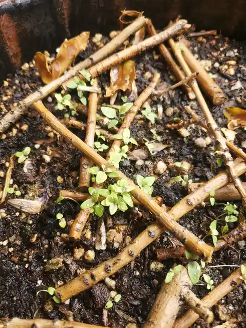 A close-up photo shows small green seedlings sprouting through dark, moist soil mixed with small pebbles and scattered dry…
