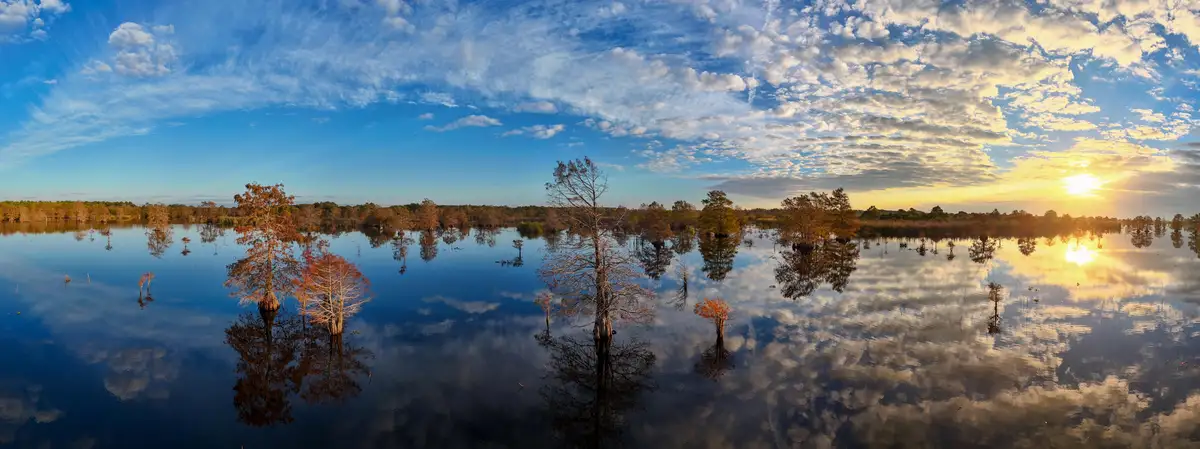 A panoramic photo of a serene swamp at sunrise, with cypress trees emerging from calm water that perfectly reflects the blue…