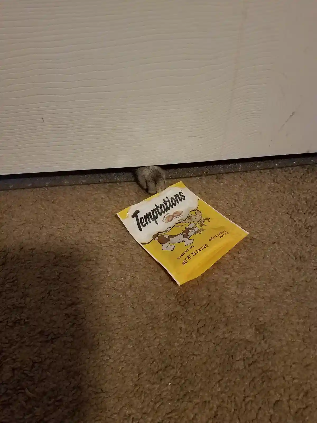 This kitty is on a mission for treats!