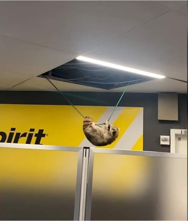 A raccoon is hanging upside down from a green rope suspended from a ceiling light fixture inside an office. Behind the…