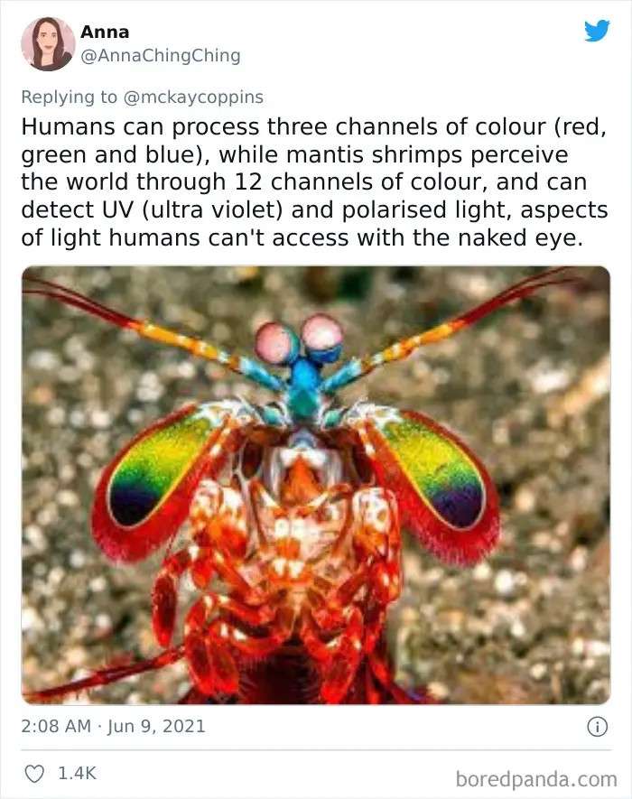 A close-up photo of a colorful mantis shrimp with rainbow-hued eyes and red-orange body, overlaid with text explaining that…