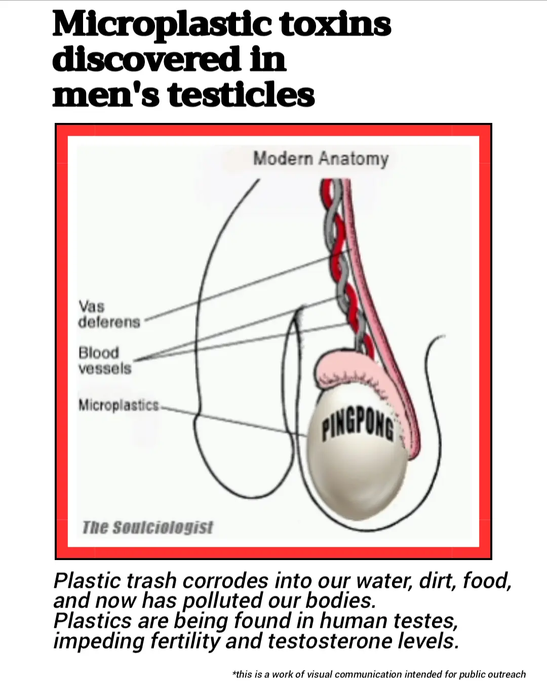 An anatomical diagram labeled 'Modern Anatomy' shows a testicle with 'PINGPONG' written on it, humorously replacing the word…
