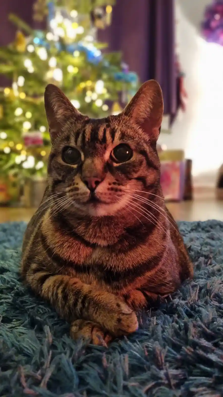 A brown tabby cat with wide, expressive eyes sits calmly on a blue shag rug, looking directly at the camera. Behind it, a…